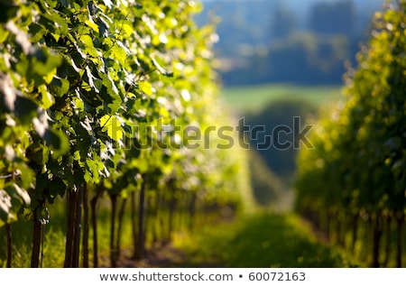 Stok fotoğraf: Vineyard In Southwest Germany