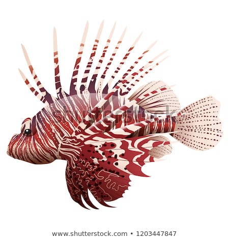 Foto stock: Orange And White Lionfish