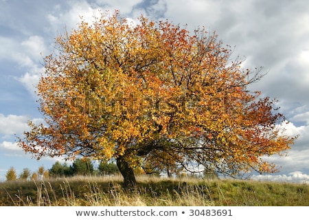 Foto stock: Lonely Beautiful Autumn Apple Tree