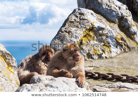 Stock fotó: Barbary Ape