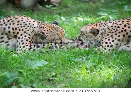 Stock photo: Two Cheetahs Fighting With Piece Of Meat Acinonyx Jubatus