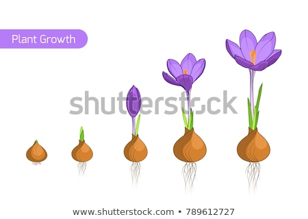 Stockfoto: Seedlings Flower Bulbs