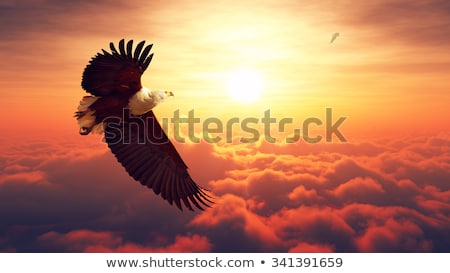 Stock fotó: Fish Eagle Flying Above Clouds