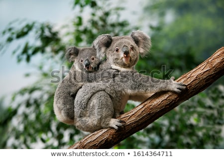 Foto stock: Koala Phascolarctos Cinereus