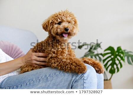 Stock photo: Woman And Poodle