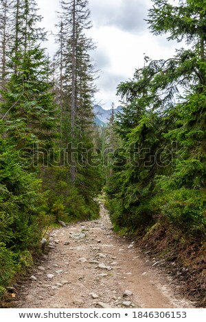 Foto stock: Narrow Footpath Through Pine Tree Forest