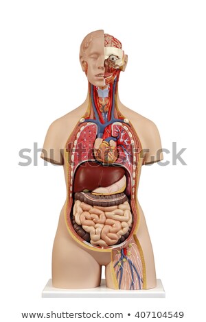 Zdjęcia stock: Human Torso Model With Organs