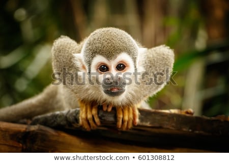 Stock fotó: Squirrel Monkey