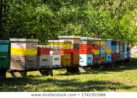 Zdjęcia stock: Bee Hives In Forest