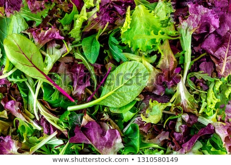 Сток-фото: Green Food Background With Salad Leaves Mix