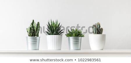 Stock photo: Home Plant In Pot Isolated House Interior Decor