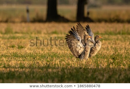 Foto stock: Wild Geese