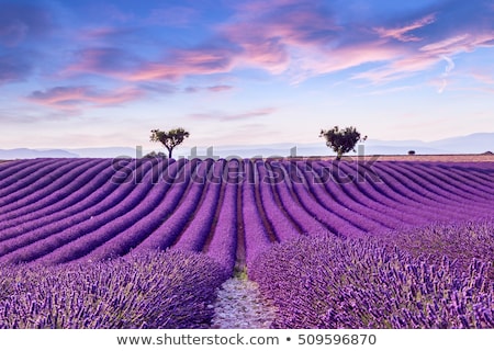 Stok fotoğraf: Arla · Platosu · De · Valensole · Provence · Fransa