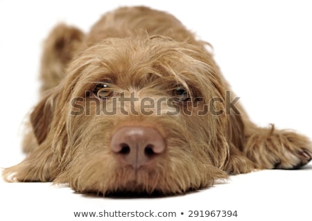 Foto d'archivio: Wired Hair Hungarian Vizsla Relaxing In A White Photo Studio