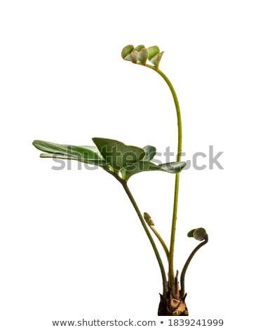 Stock photo: Young Palm Sprout In Tropical Forest
