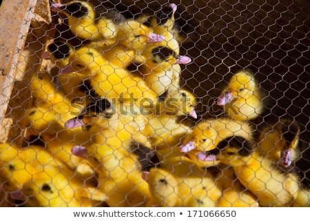 Foto stock: Ducklings In Yellow And Black Under Wire Mesh