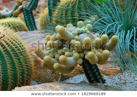 Foto stock: Cactus Garden