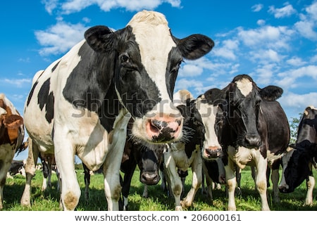 Stock photo: Black And White Cow Grazing In The Green Grass