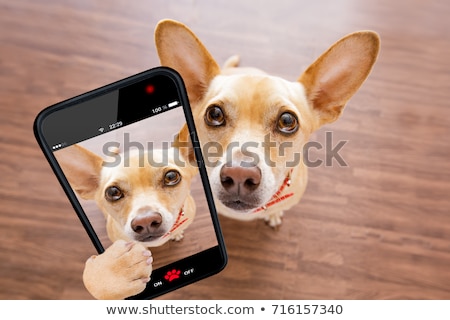 Stok fotoğraf: Close Up Curious Dog Looks Up Selfie