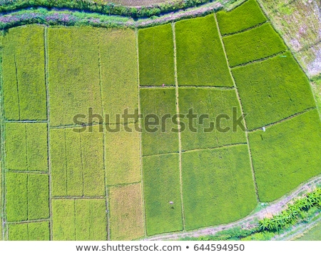 Foto stock: Aerial Top View Photo From Flying Drone Of Green Rice Fields In Countryside Land With Grown Plants O
