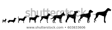 Stock photo: Dog Silhouette Pet Animal