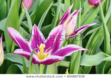 Foto stock: Close Up Leaves Of Fresh Flowers Lent