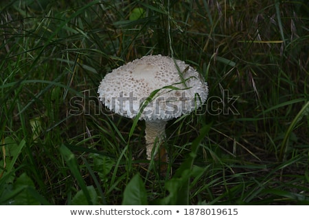 Stock fotó: Amanita Vittadinii Mushroom