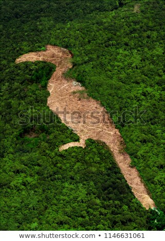 Stok fotoğraf: Deforestation Concept View