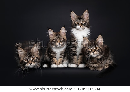 Stock fotó: Classic Brown Tabby Maine Coon Cat