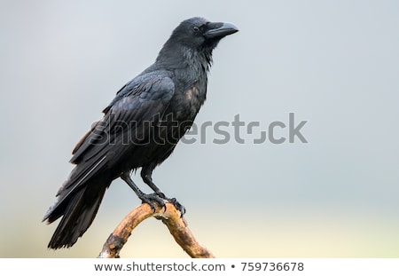 Stock fotó: Common Raven Corvus Corax