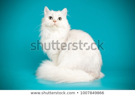 Zdjęcia stock: Persian Cat Isolated On White Persian Cat Portrait