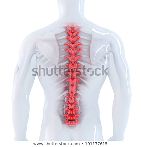 Stock foto: Human Skeleton 3d Illustration Contains Clipping Path