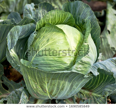 Сток-фото: Green Cabbage Plant Field Outdoor In Summer