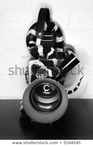 California Kingsnake pe camera de filmare veche Imagine de stoc © iofoto
