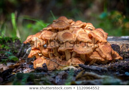 Armillaria Tabescens Mushroom In A Autumn Forest In Hungary [[stock_photo]] © Digoarpi