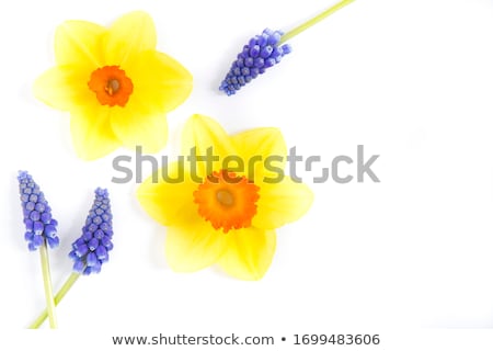 Foto stock: Hyacinth And Daffodils