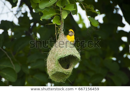 ストックフォト: Baya Weaver Nest