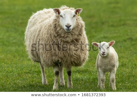 Foto stock: Ewe And Lamb