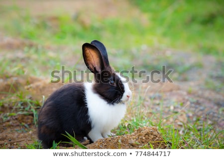 Stock fotó: White Rabbit On The Grass