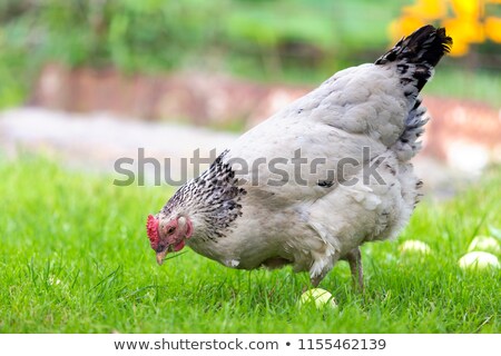 Stock fotó: Organic White Eggs And Meadow Flowers