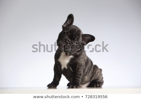 Stock photo: Bulldog Portrait In A Gray Photo Studio