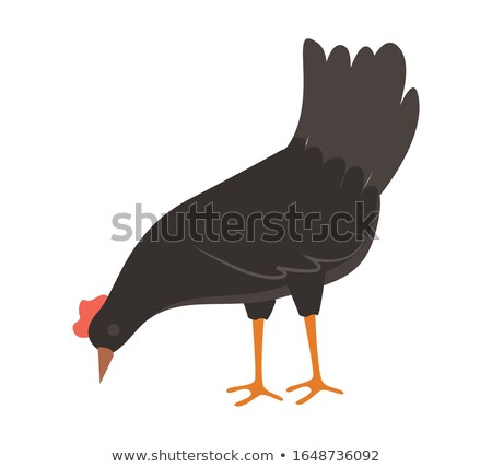 Stok fotoğraf: Rooster Pecking Grain Fowl Eating Farm Vector