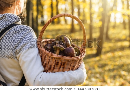 Foto stock: Seasonal Mushrooms