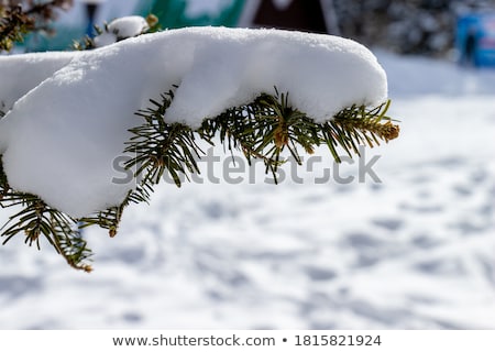 Foto d'archivio: Snowy Winter Abstract Background With Fluffy Fir Branches