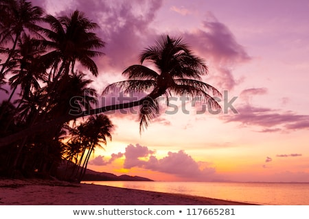 Zdjęcia stock: Beautiful Tropical Sunset With Palm Trees Silhoette