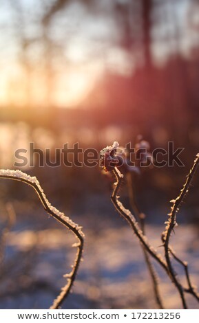 商業照片: Winter Rose Hip Facing Sunset