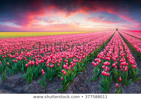 [[stock_photo]]: Tulip Farm Field At Sunset