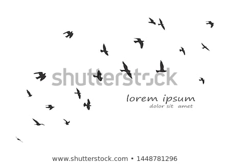 Stock foto: Birds And Clouds