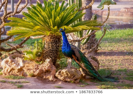 Foto stock: Wild Peacock Standing On Rock