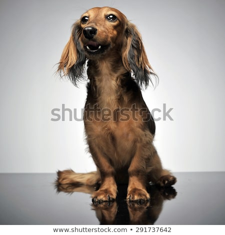 Stock foto: Nice Long Hair Dachshund Sitting In Gray Background